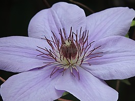 鐵線蓮,牽?；?花