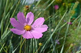 鮮花,宇宙,夏季