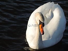 天鵝,鳥(niǎo),觀鳥(niǎo)