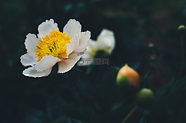 盛開,開花,植物區(qū)系