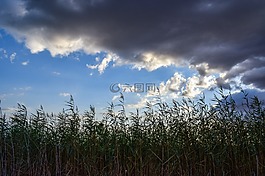 蘆葦,沼澤,天空