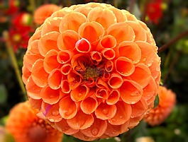 性質(zhì),花園,顏色