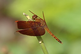 neurothemis,蜻蜓,昆蟲