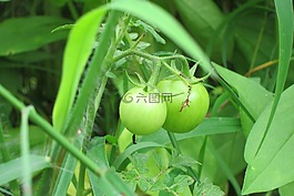 番茄,植物,綠色