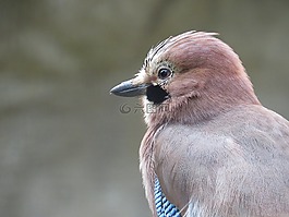 鳥,動(dòng)物,性質(zhì)