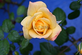 花,玫瑰,黃色