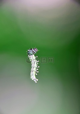 昆蟲,性質(zhì),蝴蝶