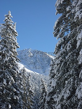 冷杉,性質(zhì),森林