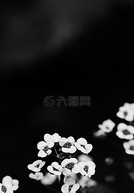 鮮花,夏天花,花園