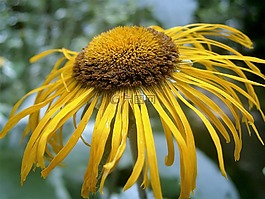 花,黄,工厂