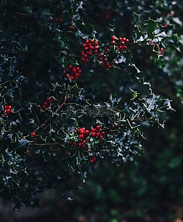 常見的,冬青,紅色
