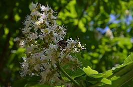 板栗樹,板栗開花,花序