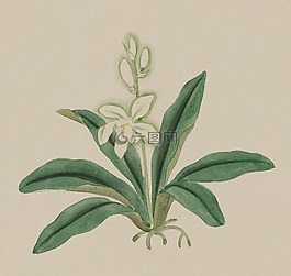 釀酒,水彩,畫