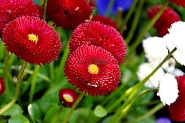 春天,鮮花,花