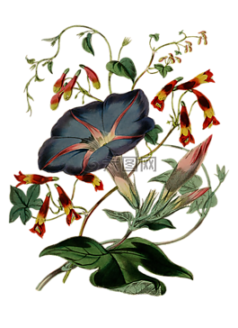 開(kāi)花,花,廠