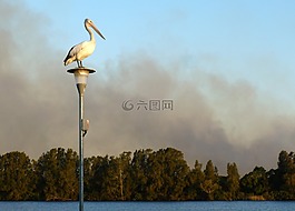 鵜,澳洲鵜鶘,pelecanus conspicillatus