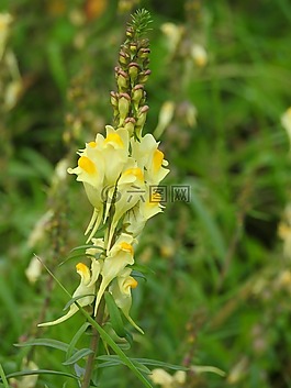 鮮花,黃色,性質(zhì)