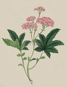 釀酒,水彩,畫