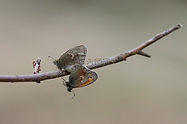 蝴蝶,交配,愛(ài)情