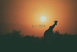 長頸鹿,動物,野生動物