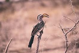 枝杈,鳥,動物