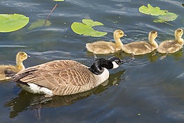 動物,鳥,雞鵝