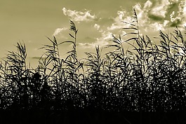 蘆葦,沼澤,天空