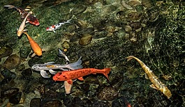 錦鯉,游泳,池