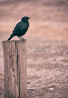 黑,鳥,動物