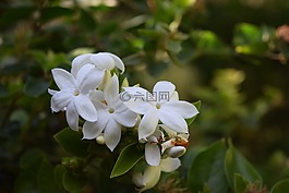 性質,花,植物