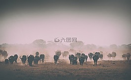 群,草,動(dòng)物
