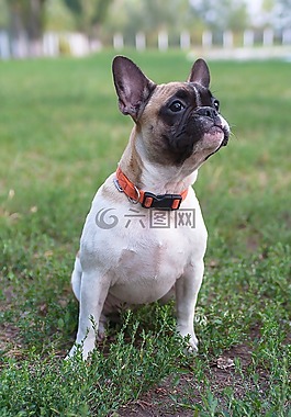 法國斗牛犬,狗,可愛