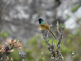 鳥,野生動(dòng)物,自然