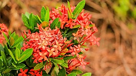 花,izora,紅色