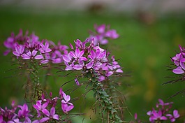 花,花花园,紫