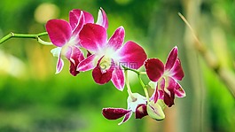 蘭花,鮮花,粉紅色