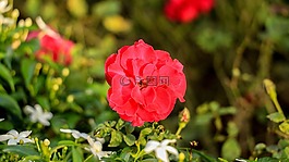玫瑰,紅色,花