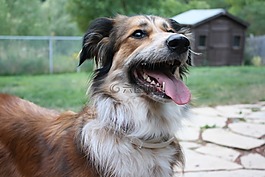 澳大利亞牧羊犬,邊境牧羊犬,金毛尋回犬