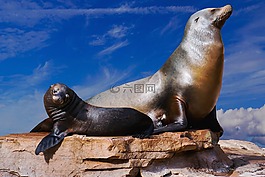 動物,海獅,海洋