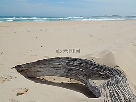 漂流木,海灘,廢棄的