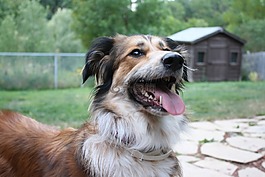 澳大利亞牧羊犬,邊境牧羊犬,金毛尋回犬