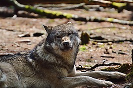 狼,wildpark 地點,睡覺