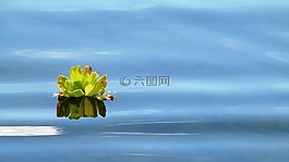 旱廁,池,植物