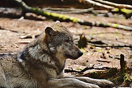 狼,wildpark 地點(diǎn),睡覺