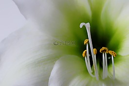 鮮花,花,白