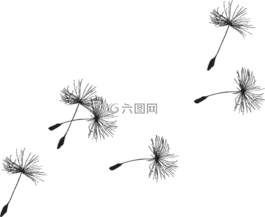 蒲公英,种子,植物区系