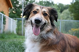 澳大利亞牧羊犬,邊境牧羊犬,金毛尋回犬