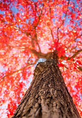 紅色,秋天,秋