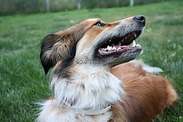 澳大利亞牧羊犬,邊境牧羊犬,金毛尋回犬