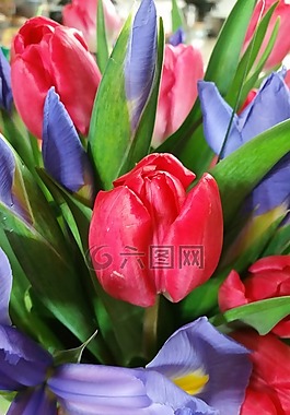 郁金香,紅色,花